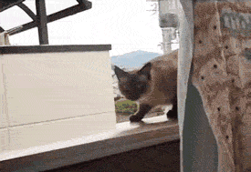 猫表情包